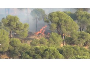 Sigara izmariti ormanı yaktı