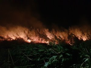 Edremit'te sazlık alanda çıkan yangın söndürüldü