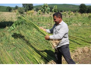 Samsun’da kenevir hasadı başladı