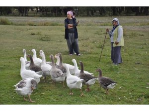 Kars’ta kazlar besiye alındı