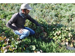 Sason’da hibeli çilek üretimi sayesinde tersine göç başladı