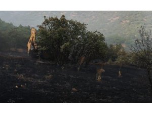 Yangında, ağaçlar zarar gördü