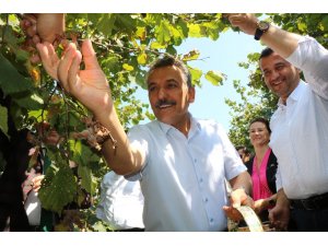 Samsun’da 137 bin ton fındık rekoltesi bekleniyor