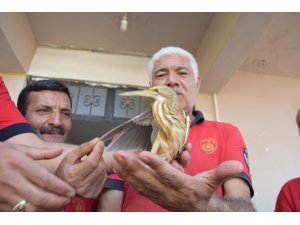 Viranşehir’de ’balık kuşu’ itfaiyeye emanet