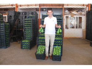 Alanya’dan Bulgaristan’a ilk kez avokado ihracatı