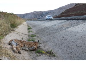 Sivas’ta koruma altındaki vaşağa otomobil çarptı