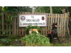 Ordu’da 20 kilo kubar esrar ve 270 kök kenevir ele geçirildi