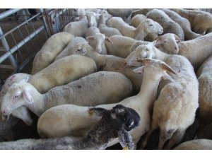 Afyonkarahisar küçükbaş hayvan sayısında Ege’de 1’inci sırada