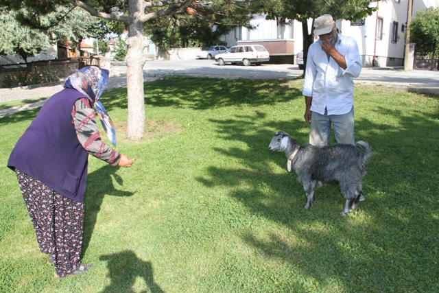Sevimli oğlak sahibine yol arkadaşı oldu