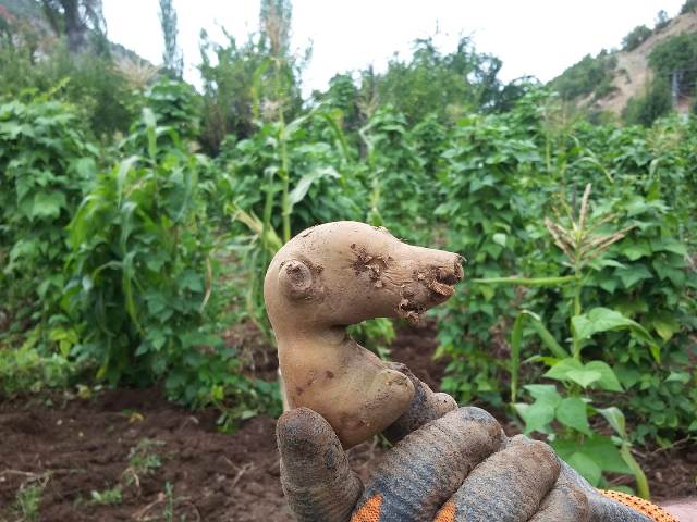 Patateslerin şekli şaşırttı