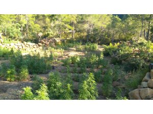 Samandağ’da 3 bin kök Hint keneviri ele geçirildi