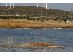 Alaçatı kuşlarıyla da turist çekecek