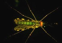 Sivrisinekler 'uçan aşı' oldu