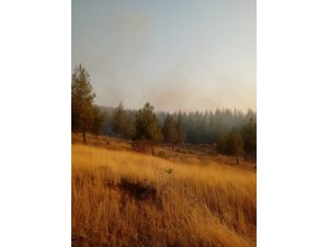 Gaziantep’te orman yangını