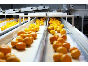 Narenciye sektöründen 900 milyon dolar ihracat hedefi