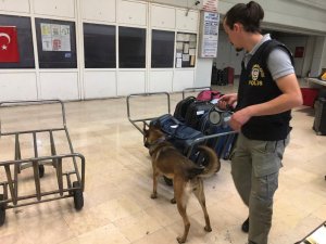 Dedektör köpekler AŞTİ’yi didik didik etti