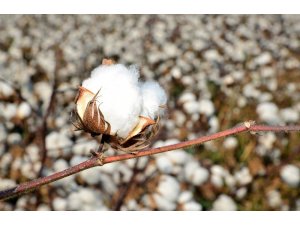 988 ton lif pamuk üretimi bekleniyor