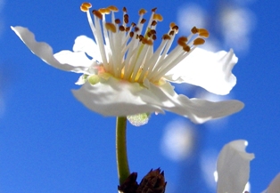 Japonlar, kiraz çiçeğiyle cezbedilecek