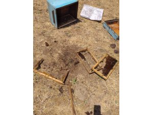 Ayılar, 8 arı kovanını parçaladı