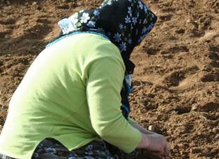 Arazilerde ekim telaşı başladı