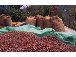 Serbest piyasada fındık fiyatı düşmeye devam ediyor