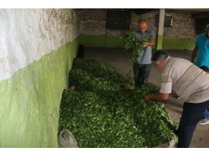 ÇAYKUR’un uyguladığı kontenjan üreticiyi kızdırdı