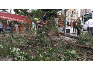 Fırtınanın yıktığı ağaç büfenin üzerine devrildi