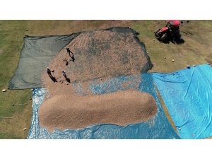 Çiftçiler ‘Çin’ çekirdeğini Kayseri’de üretti