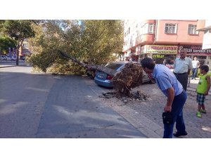 Römorkun söktüğü ağaç otomobillerin üzerine devrildi