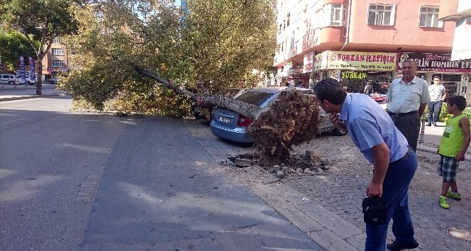 Römorkun söktüğü ağaç otomobillerin üzerine devrildi
