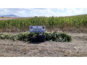 Kayseri’de 11 bin kök Hint keneviri ele geçirildi