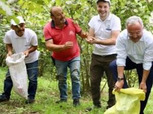 Hilmi Güler fındık bahçesinde