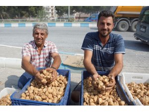 Kuru incir pazarda 40 TL’ye kadar alıcı buluyor