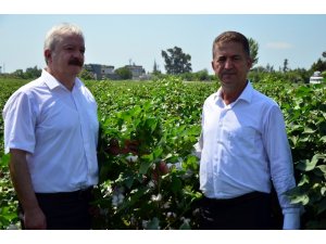 Pamuk üreticisi en az 1.25 lira destek bekliyor