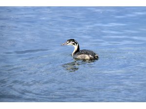 Hafik Gölü kuşlarla şenlendi