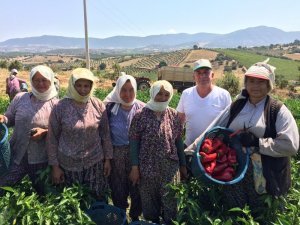 Kırmızı biberde hasat zamanı