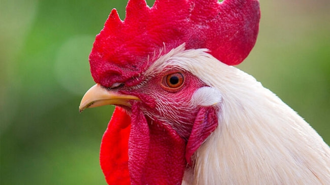 İnanılmaz olay... Horoz yaşlı kadını öldürdü!