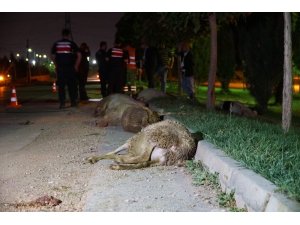 Otomobil koyun sürüsüne daldı: 2 yaralı