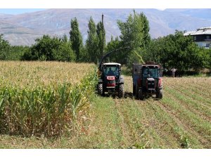 Silajlık mısır hasadı Erzincan’da başladı