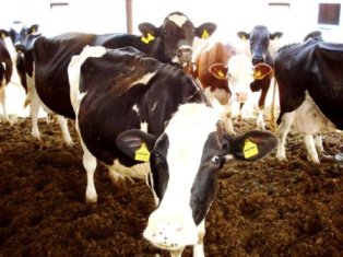 Konya Ovası'nda hayvan yetiştiricileri bilgilendiriliyor