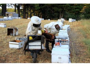Muğla 3,5 milyon arı kovanına ev sahipliği yapıyor