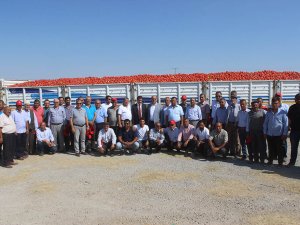 Karapınar'da domates hasadı etkinliği yapıldı