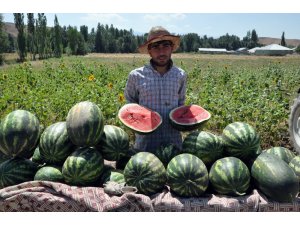 Diyarbakır’ın değil, Yüksekova’nın karpuzu