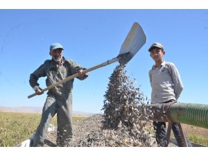 Elbistan’da ‘siyah altın’ hasadı başladı
