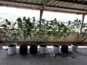 Balkonunu kenevir bahçesine çevirdi