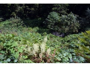 Kabadüz’de otomobil uçuruma yuvarlandı