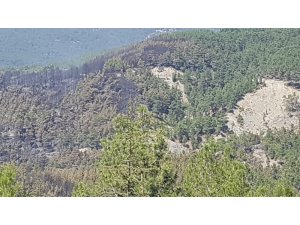 Kaş’ta orman yangını söndürüldü