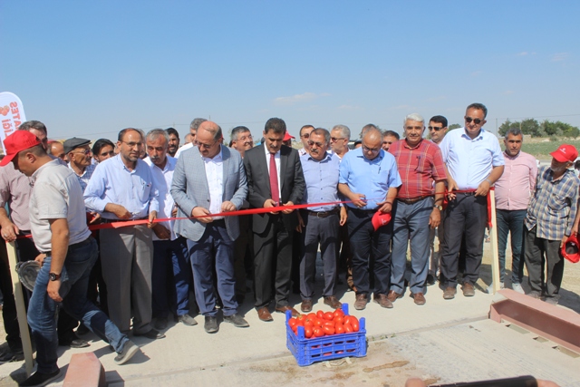 Karapınar'da domates hasadı etkinliği yapıldı