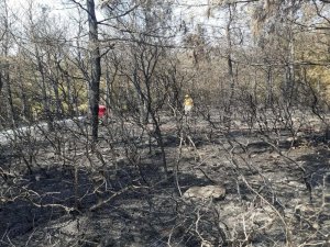 Aliağa’da çıkan orman yangını 2 saatte söndürüldü