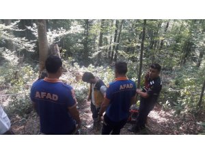 Devrilen ağaç ölüme neden oldu